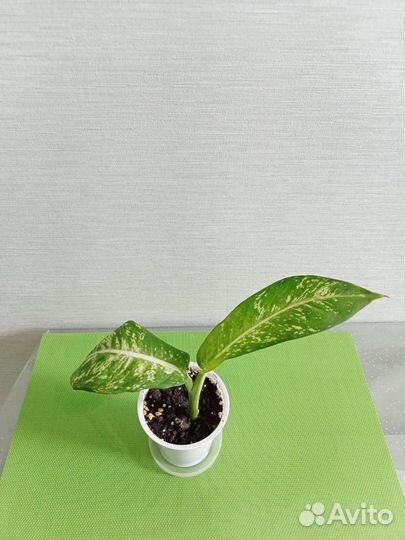 Диффенбахия Камилла