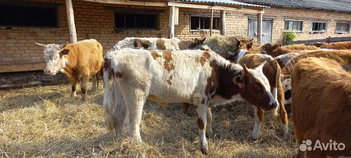 Бычки на доращивание