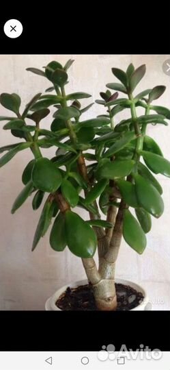 Каланхое и толстянка