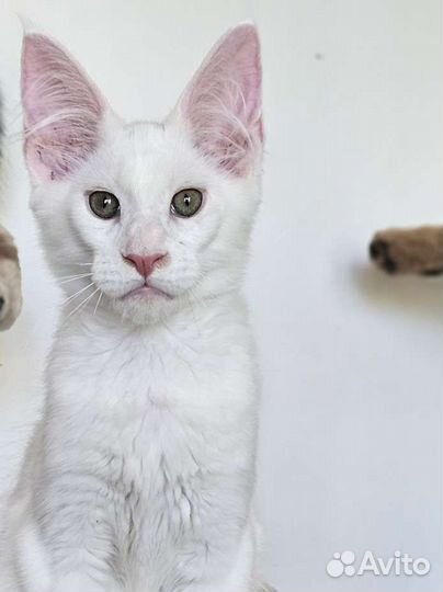 Котёнок мейн-кун белый