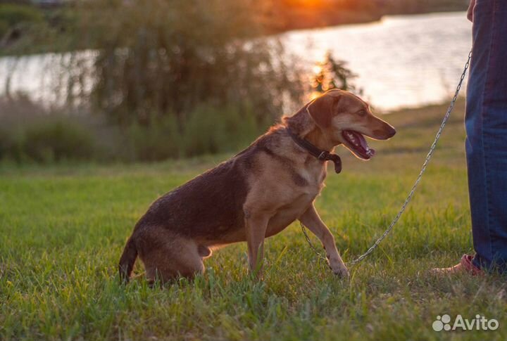 Собака ищет хозяев