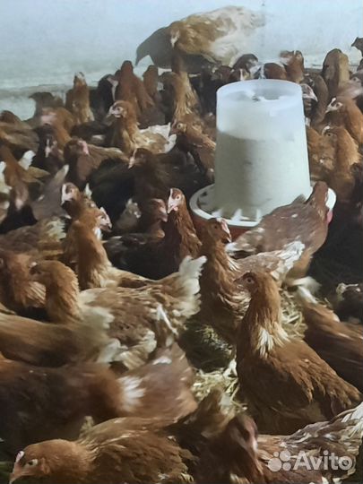 Куры молодки несушки