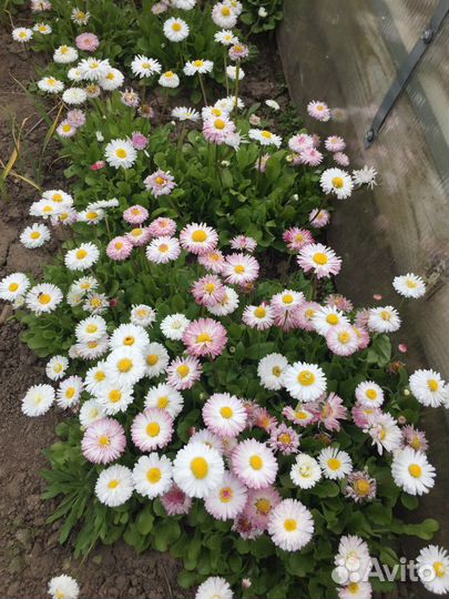 Маргаритки рассада