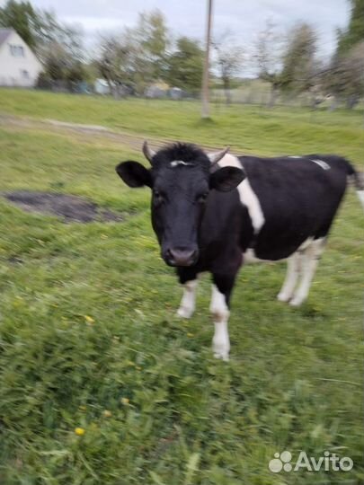 Корова стельная