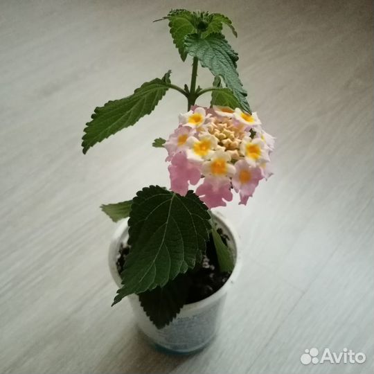 Лантана отводки с корнями