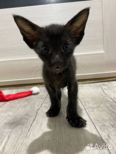 Ориентальный котенок мальчик