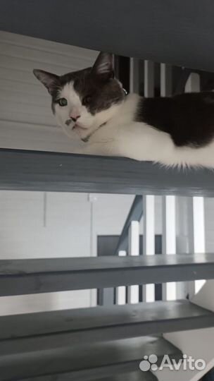 Котик Томас ищет дом