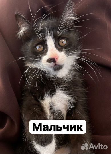 Отдам в добрые руки