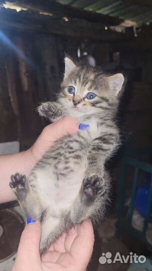 Котята девчушки бесплатно