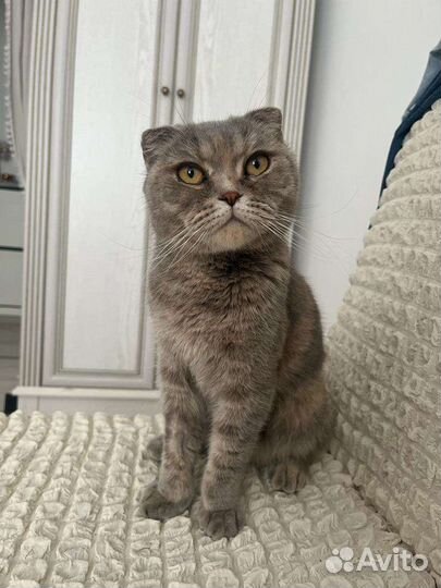 Шотландская вислоухая кошка бесплатно
