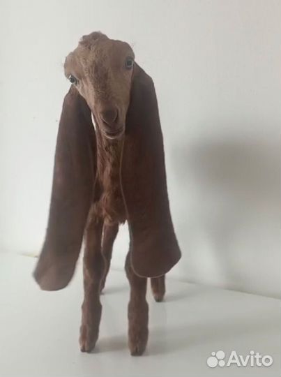 Козлята камори