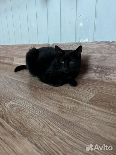 Кошка в дар