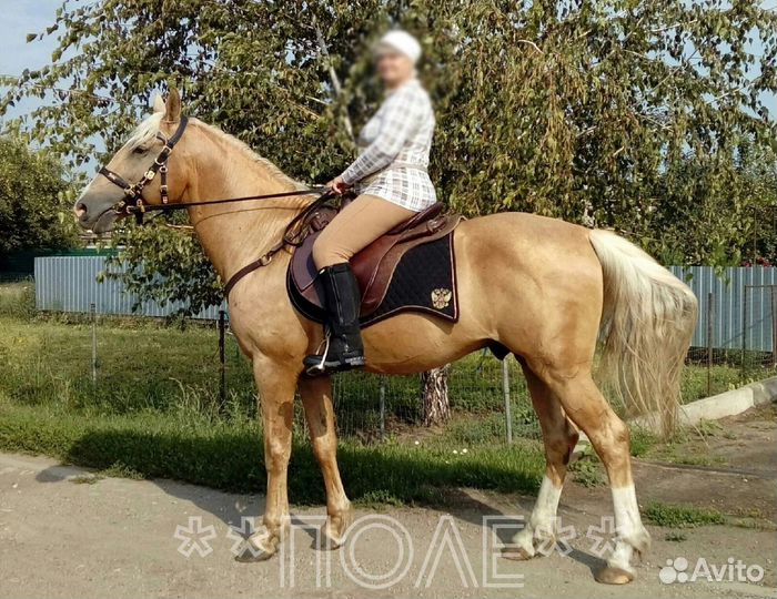 Седло офицерское + комплект амуниции