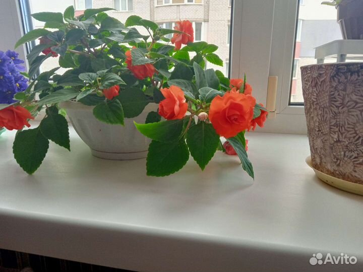 Бальзамин махровый