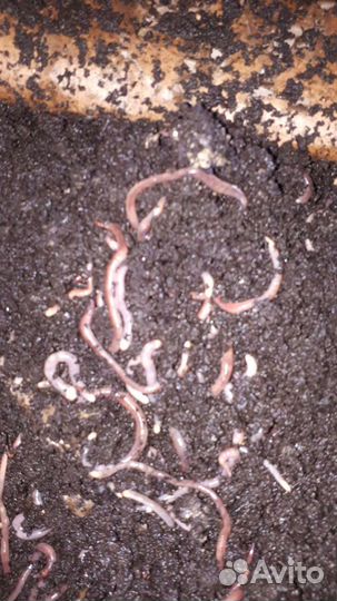 Червь для рыбалки дендробена- венета