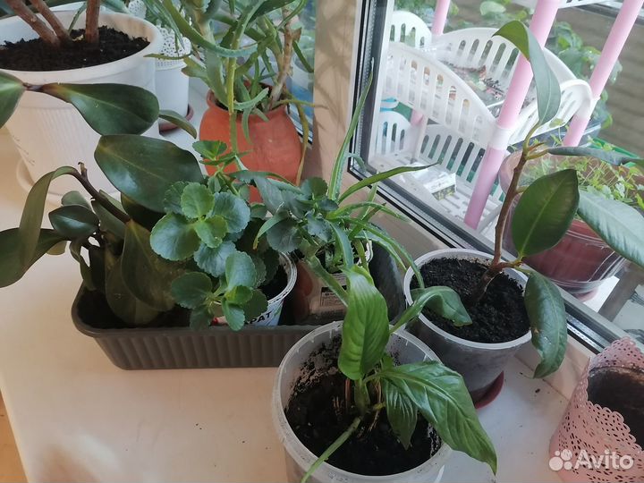 Комнатные цветы