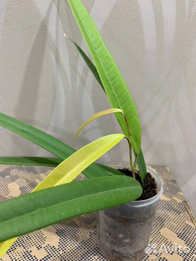 Фикус Али Биннендийка