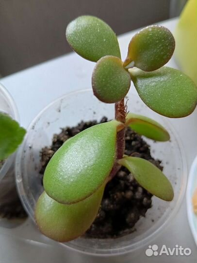 Денежное дерево, фиалки, хлорофитум