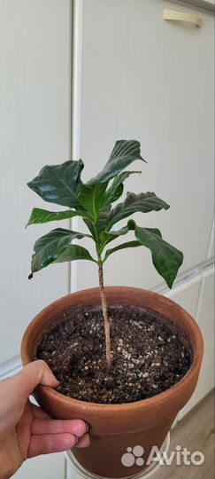 Кофе арабика растение