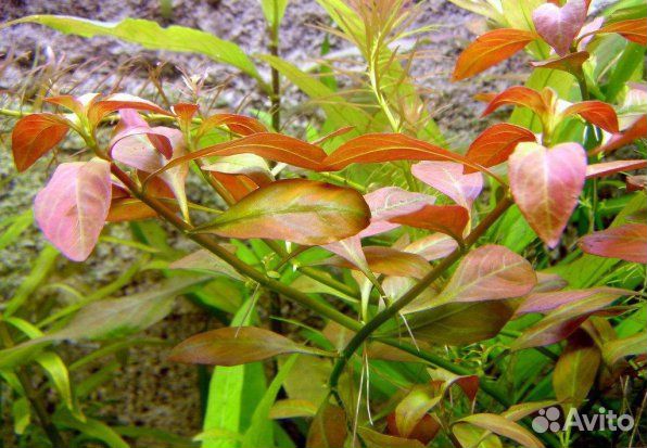 Аквариумные растения ротала, погостемон, анубиас