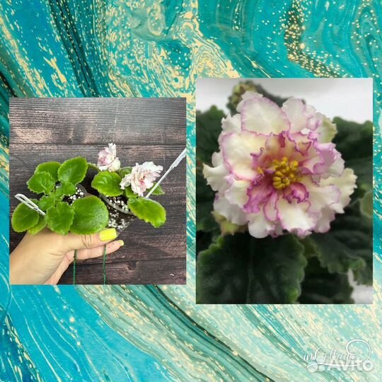 Детки сортовых фиалок