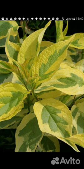 Дерен Сибирика и желтолистный Шпета