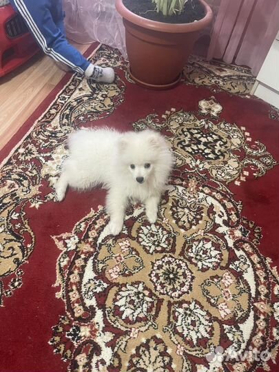 Померанский шпиц