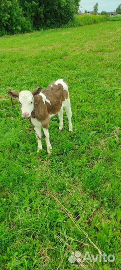 Продается телка от симментальской породы