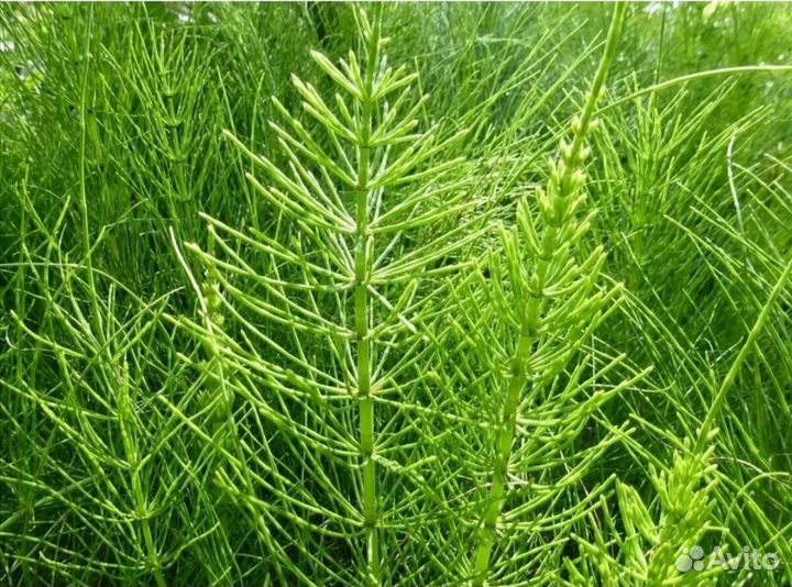 Хвощ полевой