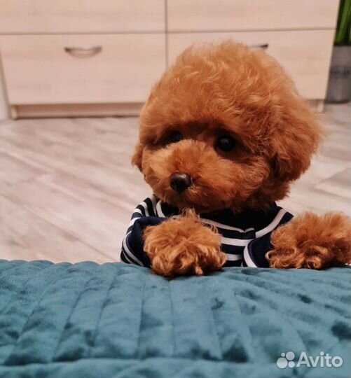 Мальтипу мини