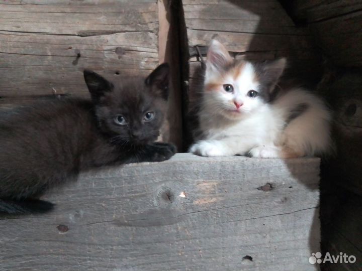 Отдам котят в добрые руки