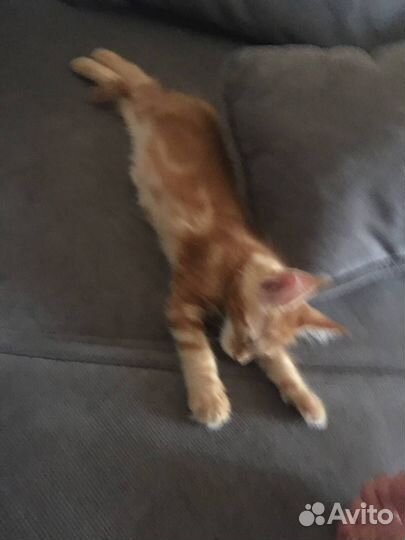 Кошки мэйкун