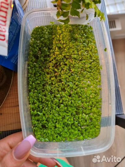 Новая прополка Аквариумные растения