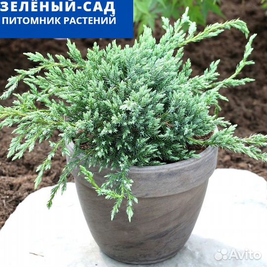 Можжевельник 