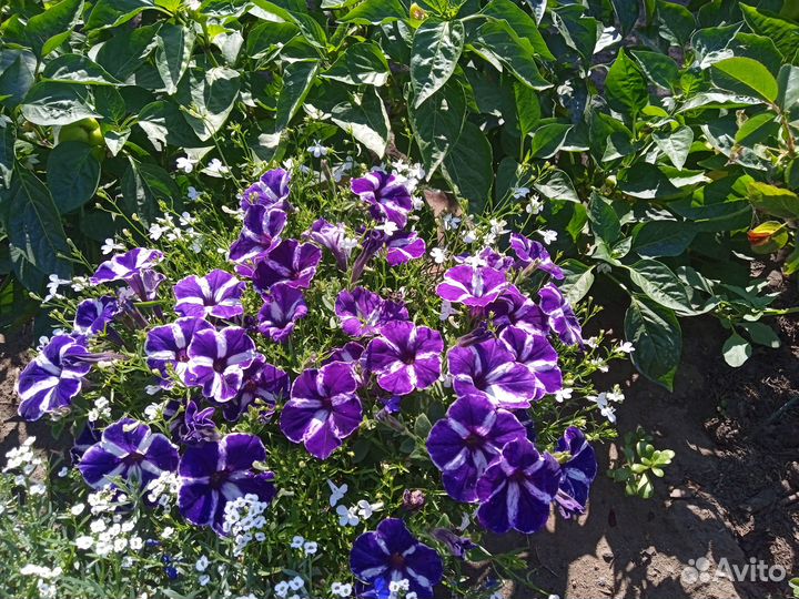 Рассада петунии