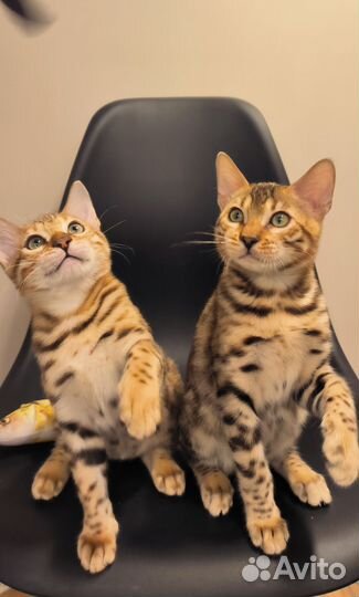 Бенгальская кошечка
