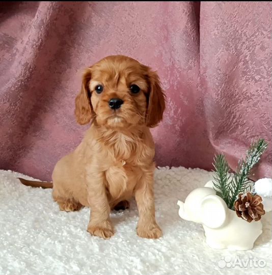 Щенки Кавалер Кинг Чарльз Спаниель