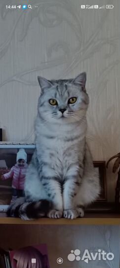 Шатланская кошка бесплатно