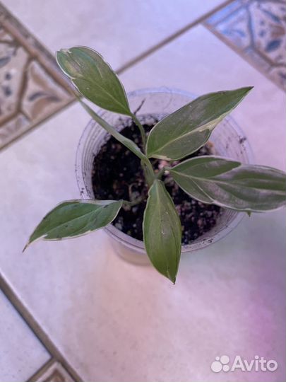 Спатифиллум» Дели Индонезия»