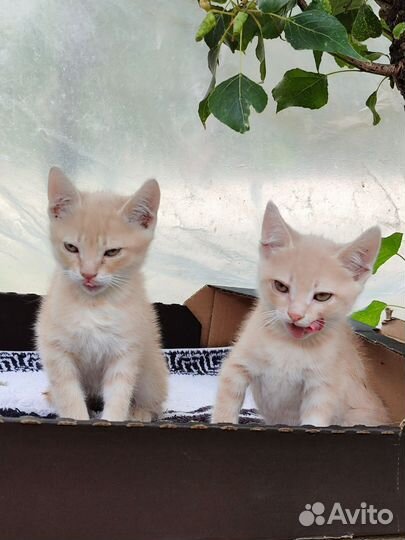Котята мальчишки в добрые руки