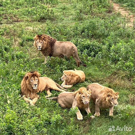 Сафари тур по абхазии С посещением парка львов
