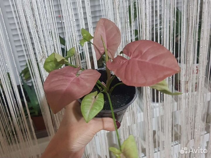 Сингониум пинк