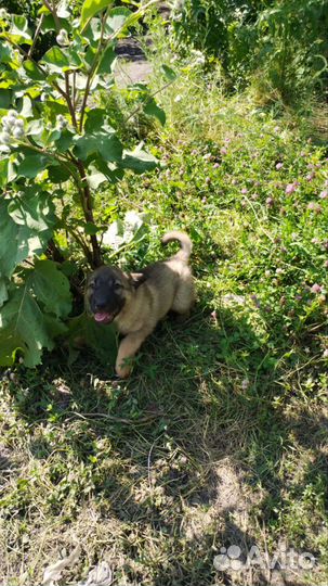 Отдам в добрые руки щенков