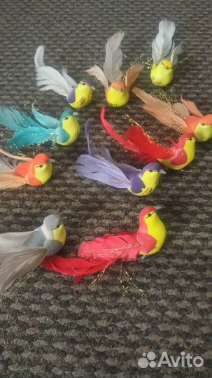 Райские птички