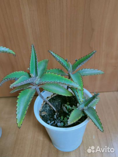 Каланхоэ с детками