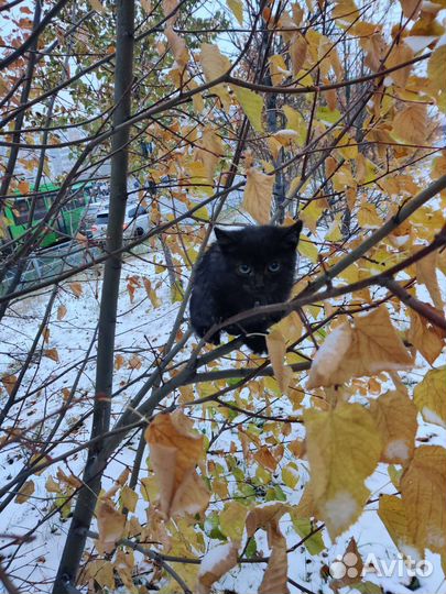 Черный котенок