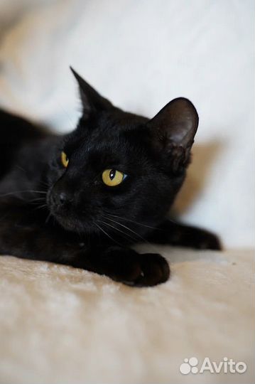 Кот бомбейской породы