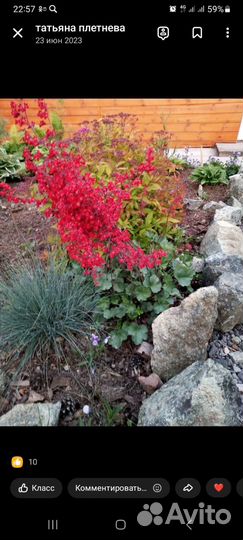 Буковница,гейхеры,медуницы и многое другое