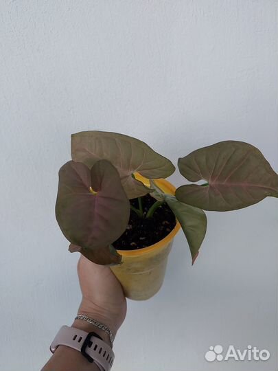 Сингониум Неон Пинк