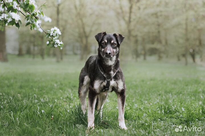 Небольшая собачка в добрые руки отдам бесплатно